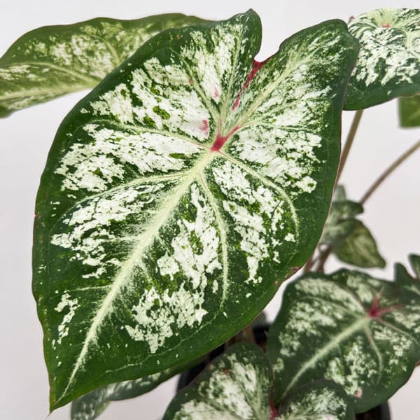 [サマーセール]ガーデンカラジウム：ハートトゥハート スノーフルーリー5号鉢植え
