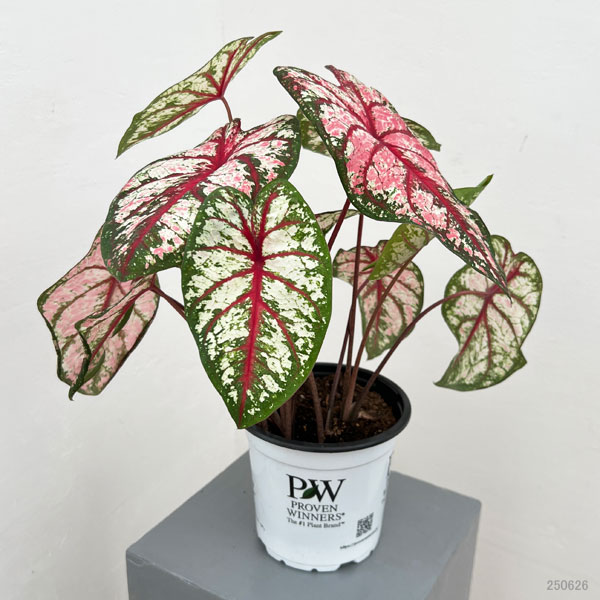 園芸ネット本店｜ガーデンカラジウム：ハートトゥハート ボトル