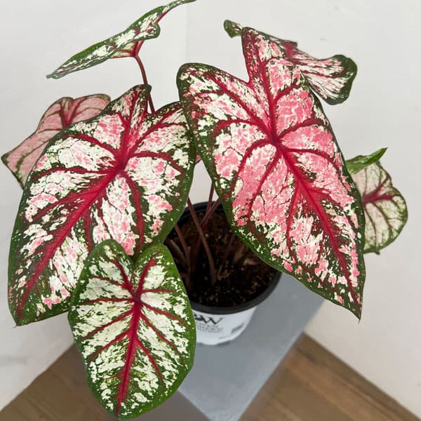 園芸ネット本店｜ガーデンカラジウム：ハートトゥハート ボトル