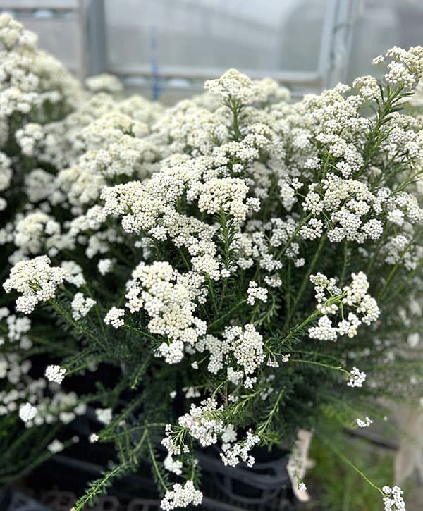 ライスフラワー：スプリングホワイト　6号鉢植え