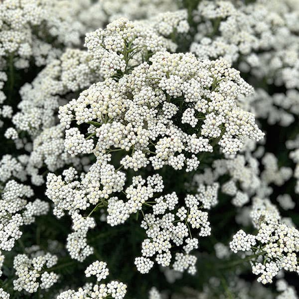 ライスフラワー：スプリングホワイト　6号鉢植え