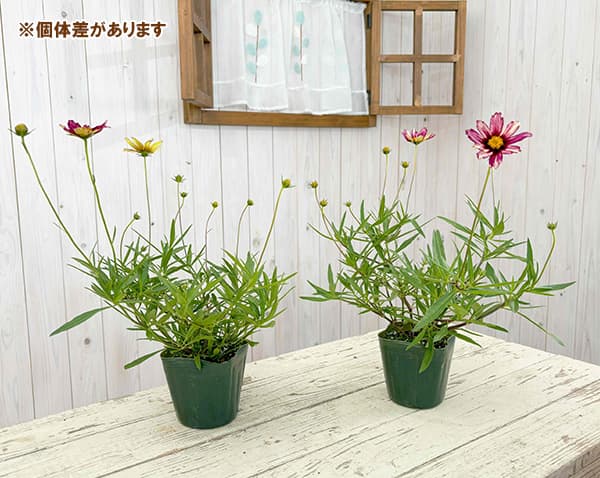 [25年9月中下旬予約]コレオプシス：タンゴレユール　レッドシフト3.5号ポット