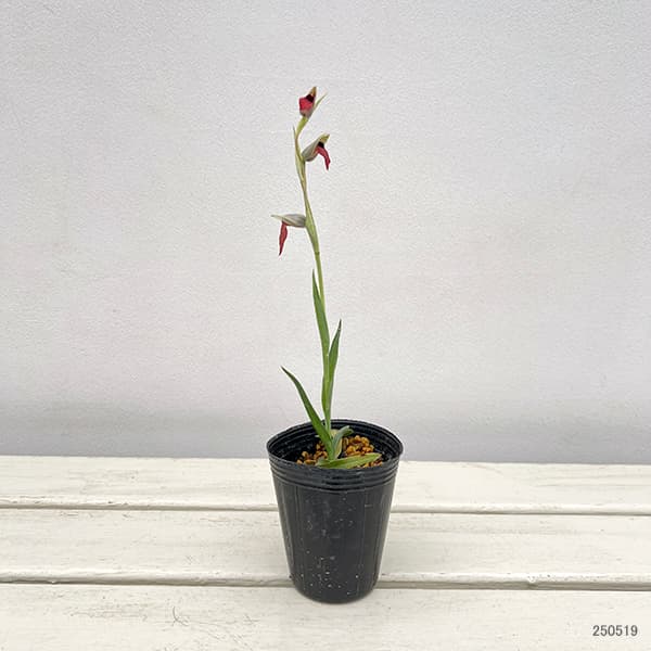 セラピアス：リングア オリビア 2.5号ポット