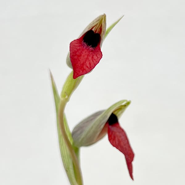 セラピアス：リングア オリビア 2.5号ポット