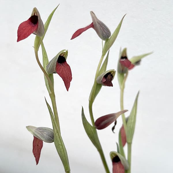 セラピアス：リングア オリビア 2.5号ポット