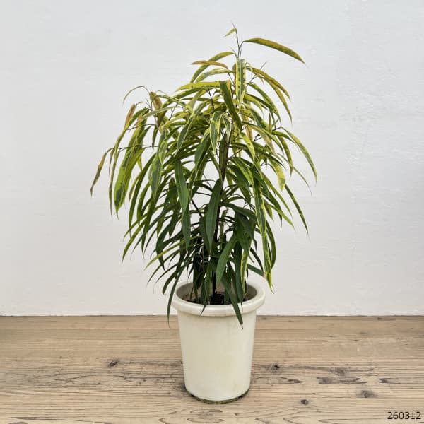 ショウナンゴムノキ：バリエガータ　8号鉢植え