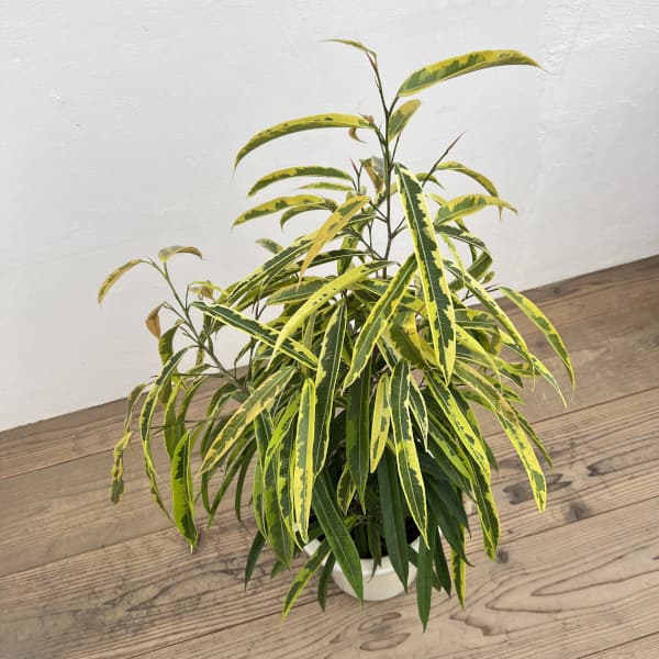 ショウナンゴムノキ：バリエガータ　8号鉢植え