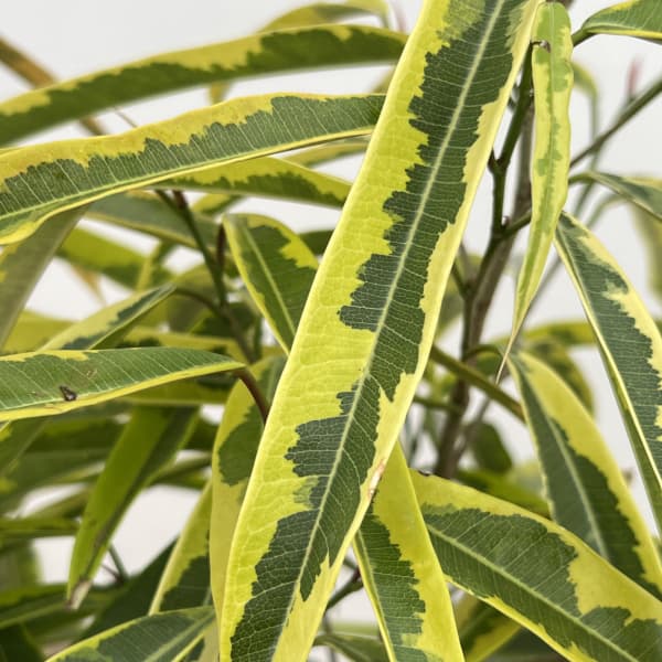 ショウナンゴムノキ：バリエガータ　8号鉢植え