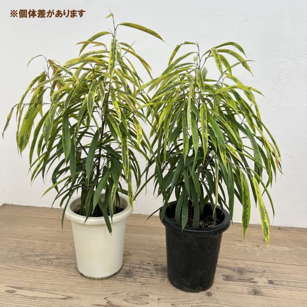 ショウナンゴムノキ：バリエガータ　8号鉢植え