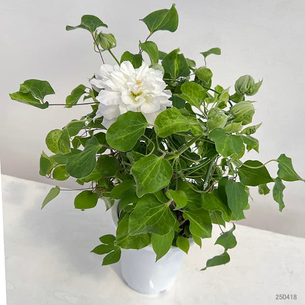 クレマチス：雪の粧（ユキノヨソオイ）6号鉢植え（パテンス系）