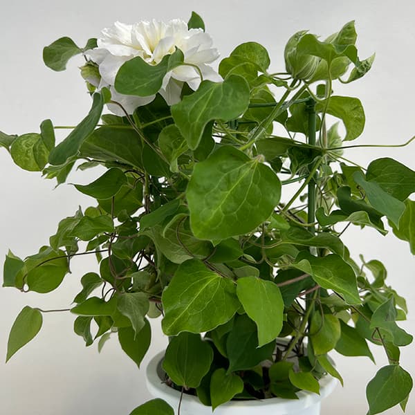 クレマチス：雪の粧（ユキノヨソオイ）6号鉢植え（パテンス系）