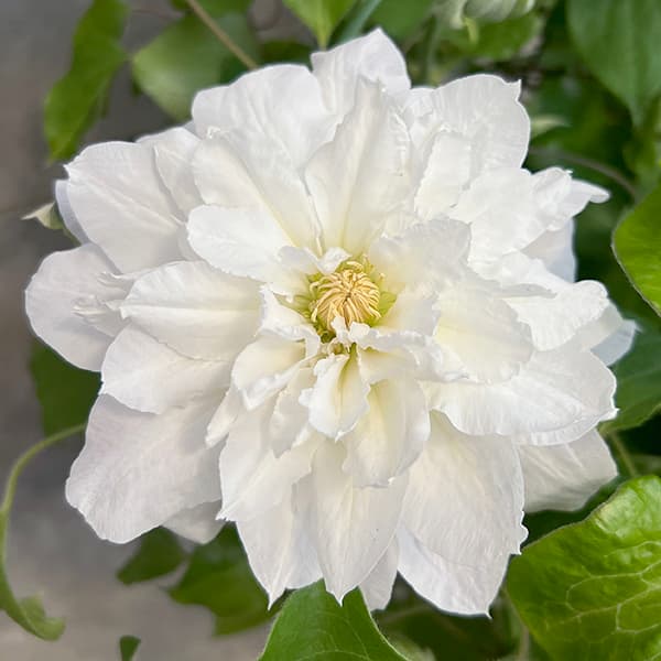 クレマチス：雪の粧（ユキノヨソオイ）6号鉢植え（パテンス系）