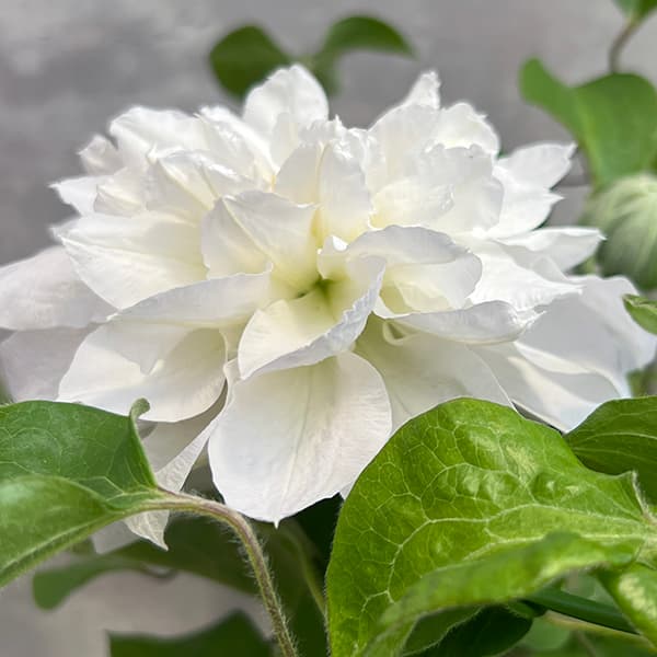 クレマチス：雪の粧（ユキノヨソオイ）6号鉢植え（パテンス系）