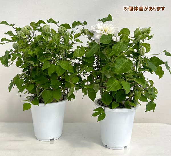 クレマチス：雪の粧（ユキノヨソオイ）6号鉢植え（パテンス系）