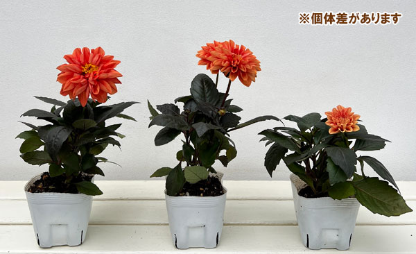 ダリア：テンプテイション　オレンジ3.5号ポット