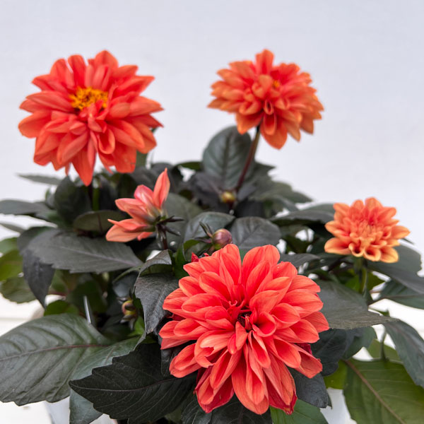 ダリア：テンプテイション　オレンジ3.5号ポット