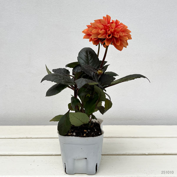 ダリア：テンプテイション　オレンジ3.5号ポット