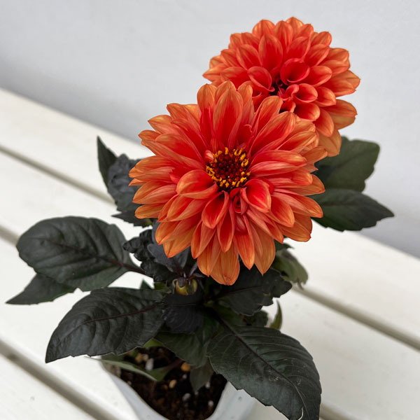 ダリア：テンプテイション　オレンジ3.5号ポット