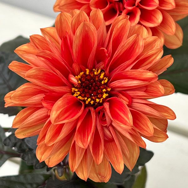 ダリア：テンプテイション　オレンジ3.5号ポット