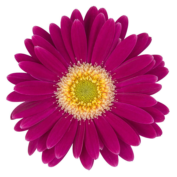 ガーデンガーベラ(ガルビネア):サンシェイパー エンドレス アン(アンネ)3.5号ロングポット