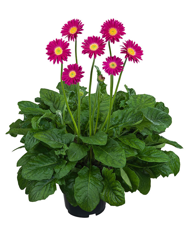 ガーデンガーベラ(ガルビネア):サンシェイパー エンドレス アン(アンネ)3.5号ロングポット