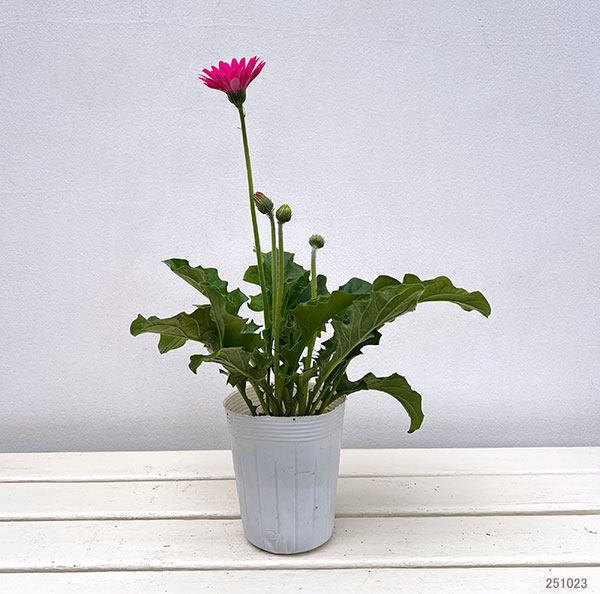 ガーデンガーベラ（ガルビネア）：サンシェイパー　エンドレス　チャーリー3.5号ロングポット