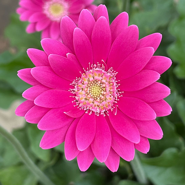 ガーデンガーベラ（ガルビネア）：サンシェイパー　エンドレス　チャーリー3.5号ロングポット