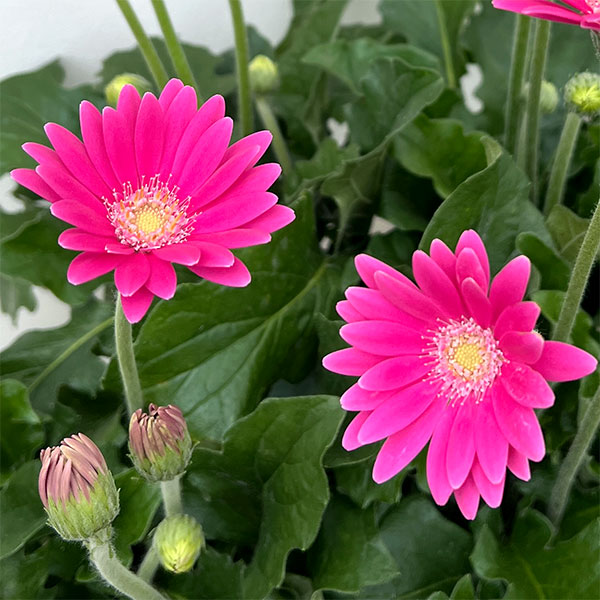 ガーデンガーベラ（ガルビネア）：サンシェイパー　エンドレス　チャーリー3.5号ロングポット