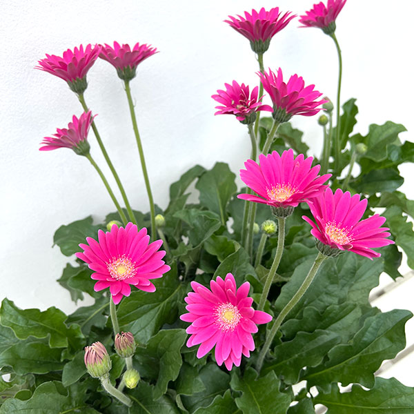 ガーデンガーベラ（ガルビネア）：サンシェイパー　エンドレス　チャーリー3.5号ロングポット