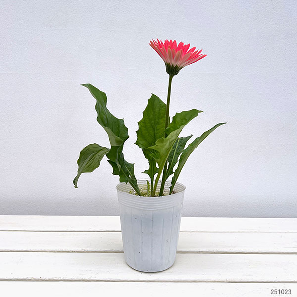 ガーデンガーベラ(ガルビネア):サンシェイパー エンドレス ダニー3.5号ロングポット