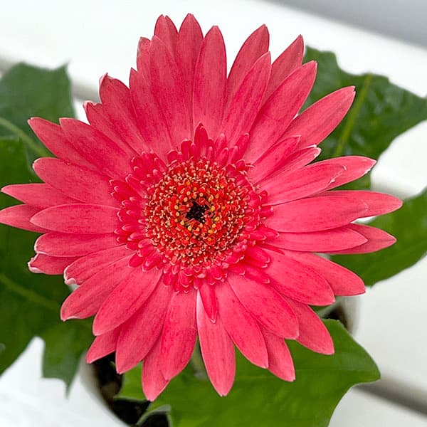 ガーデンガーベラ(ガルビネア):サンシェイパー エンドレス ダニー3.5号ロングポット