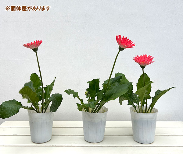 ガーデンガーベラ(ガルビネア):サンシェイパー エンドレス ダニー3.5号ロングポット