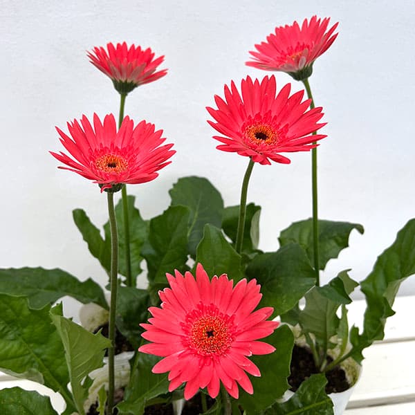 ガーデンガーベラ(ガルビネア):サンシェイパー エンドレス ダニー3.5号ロングポット