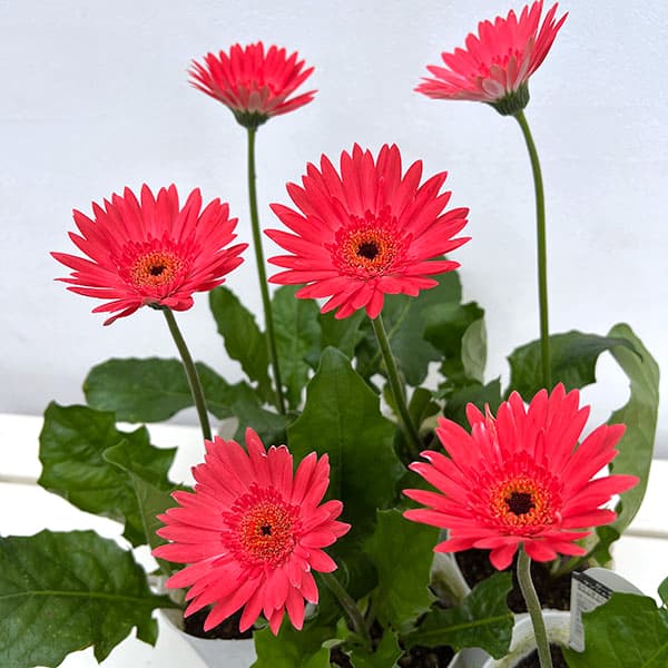 ガーデンガーベラ(ガルビネア):サンシェイパー エンドレス ダニー3.5号ロングポット