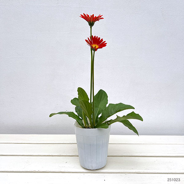 ガーデンガーベラ（ガルビネア）：サンシェイパー　エンドレス　ドゥッチー3.5号ロングポット