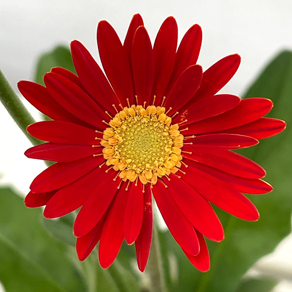 ガーデンガーベラ（ガルビネア）：サンシェイパー　エンドレス　ドゥッチー3.5号ロングポット