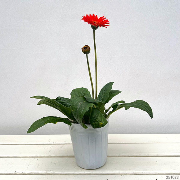 ガーデンガーベラ（ガルビネア）：サンシェイパー　エンドレス　ロビン3.5号ロングポット