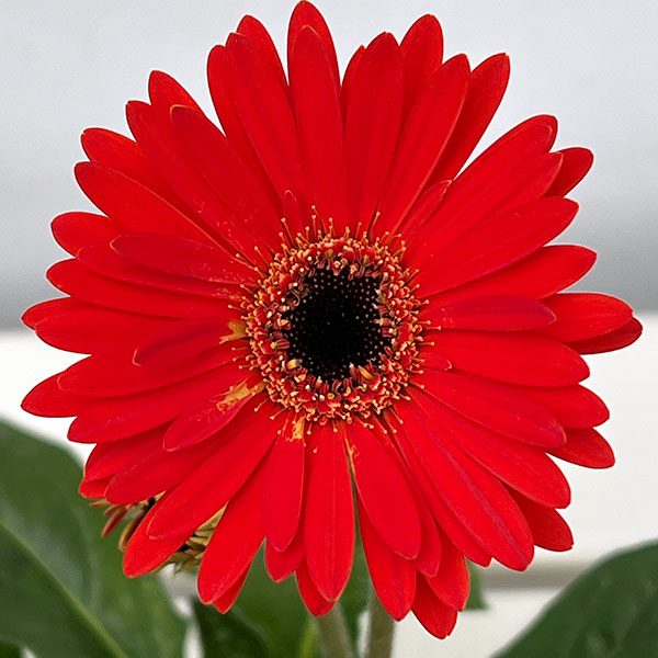 ガーデンガーベラ（ガルビネア）：サンシェイパー　エンドレス　ロビン3.5号ロングポット