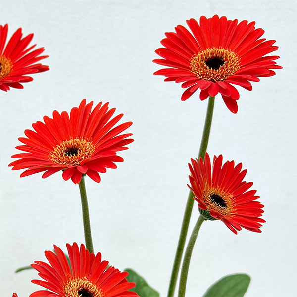 ガーデンガーベラ（ガルビネア）：サンシェイパー　エンドレス　ロビン3.5号ロングポット