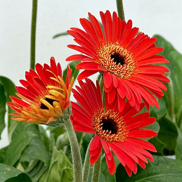 ガーデンガーベラ（ガルビネア）：サンシェイパー　エンドレス　ロビン3.5号ロングポット