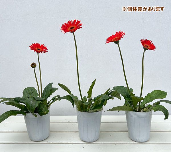 ガーデンガーベラ（ガルビネア）：サンシェイパー　エンドレス　ロビン3.5号ロングポット