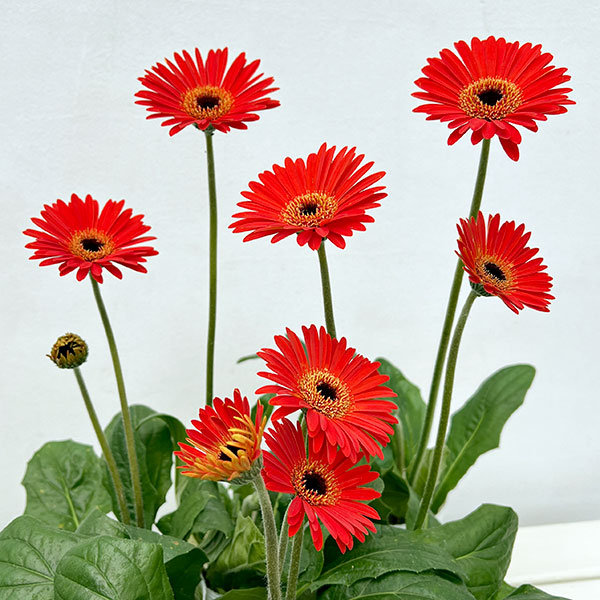 ガーデンガーベラ（ガルビネア）：サンシェイパー　エンドレス　ロビン3.5号ロングポット