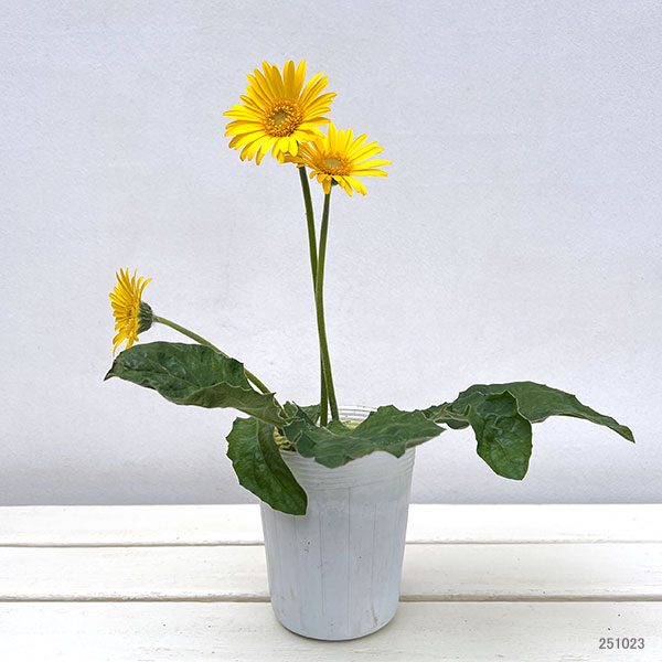 ガーデンガーベラ(ガルビネア):サンシェイパー エンドレス ボビー3.5号ロングポット