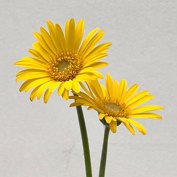 ガーデンガーベラ(ガルビネア):サンシェイパー エンドレス ボビー3.5号ロングポット