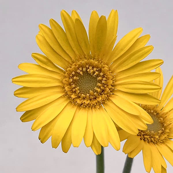 ガーデンガーベラ(ガルビネア):サンシェイパー エンドレス ボビー3.5号ロングポット