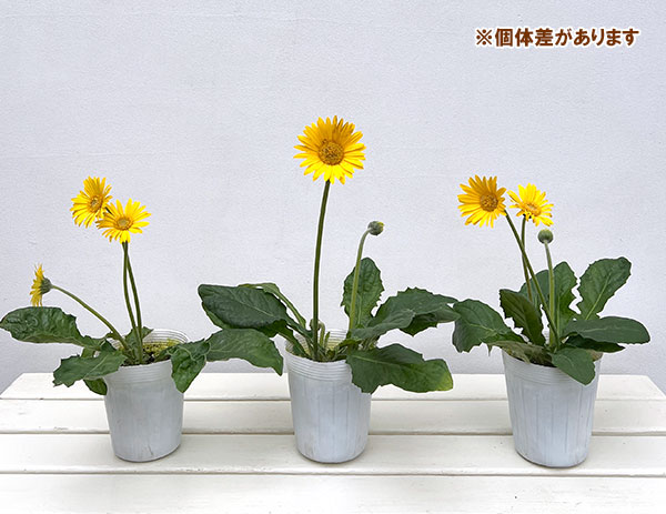 ガーデンガーベラ(ガルビネア):サンシェイパー エンドレス ボビー3.5号ロングポット