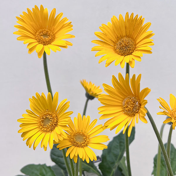 ガーデンガーベラ(ガルビネア):サンシェイパー エンドレス ボビー3.5号ロングポット