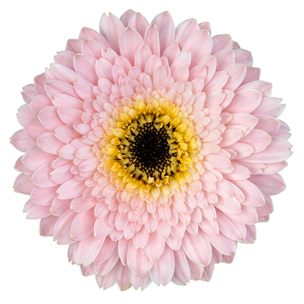 ガーデンガーベラ(ガルビネア):サンシェイパー トロピカル シモーネ3.5号ロングポット