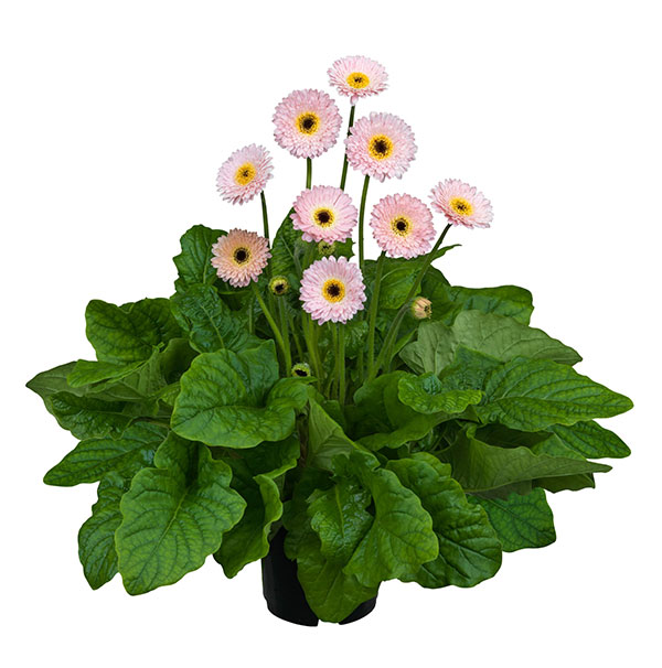 ガーデンガーベラ(ガルビネア):サンシェイパー トロピカル シモーネ3.5号ロングポット