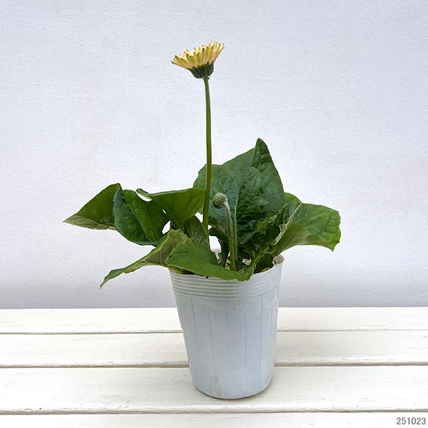 ガーデンガーベラ(ガルビネア):サンシェイパー トロピカル シモーネ3.5号ロングポット